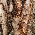 jonathan-petersson-grizzlybear-se-tree-closeup-background.jpg