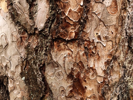 jonathan-petersson-grizzlybear-se-tree-closeup-background