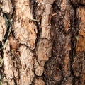 jonathan-petersson-grizzlybear-se-tree-closeup-background-texture