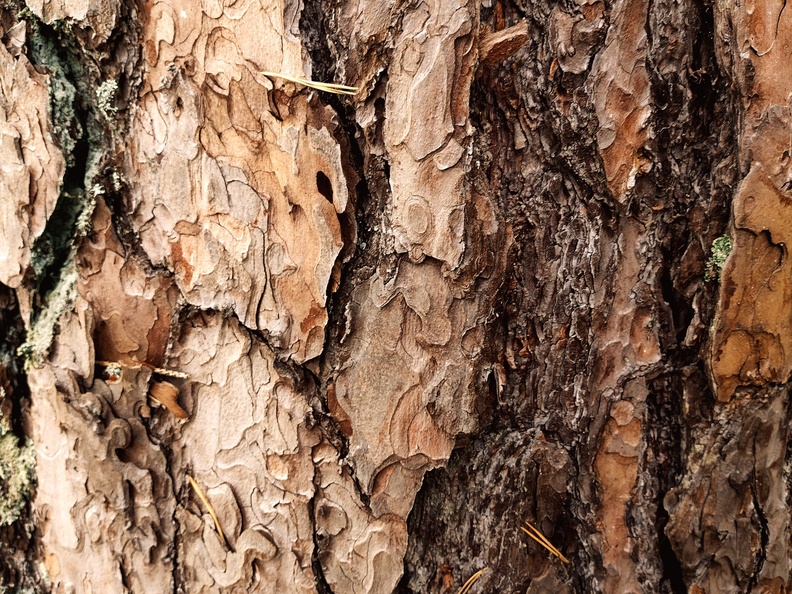 jonathan-petersson-grizzlybear-se-tree-closeup-background-texture