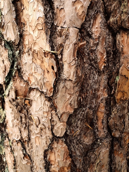 jonathan-petersson-grizzlybear-se-tree-closeup-background-texture.jpg