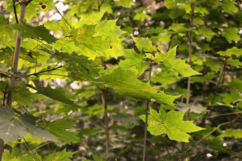 jonathan-petersson-grizzlybear-se-tree-green-leaves-prostsjon-varnamo.jpg