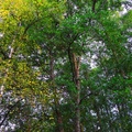 jonathan-petersson-grizzlybear-se-trees-osudden-varnamo.jpg